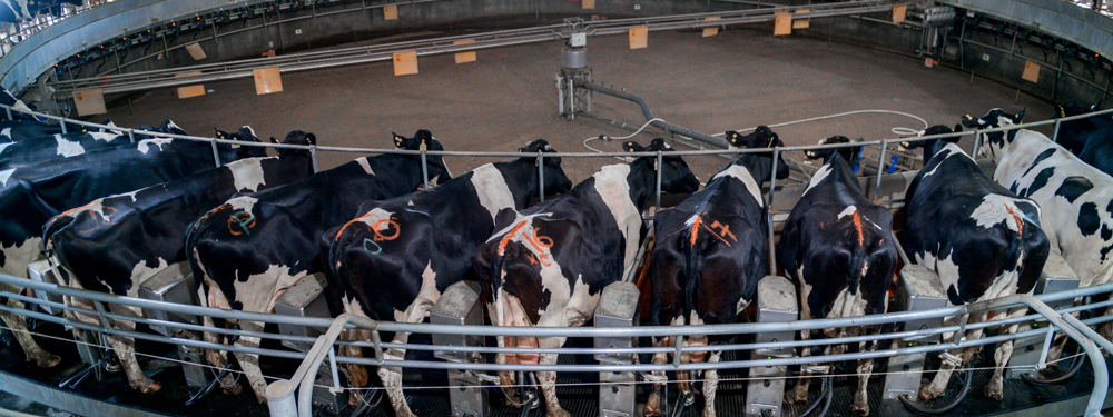 Créditos en litros de leche: BICE ya asignó $12.000 millones a más de 90 tambos