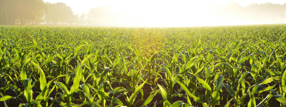BICE lleva a Expoagro créditos integrales para la tecnificación del campo